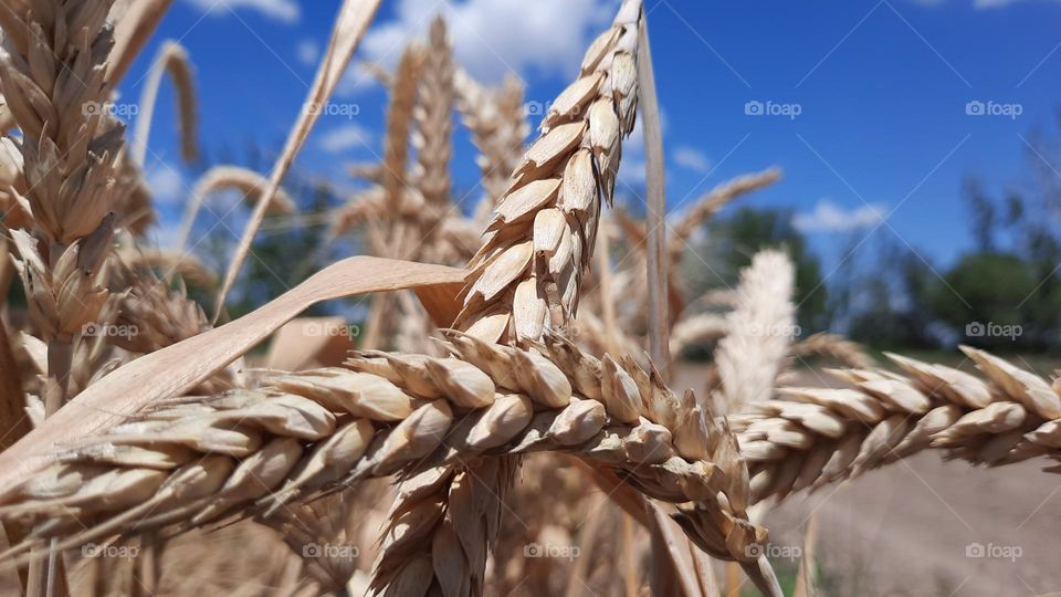 wheat crop