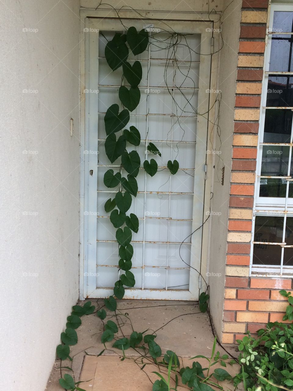 Climbing plant Enredadera