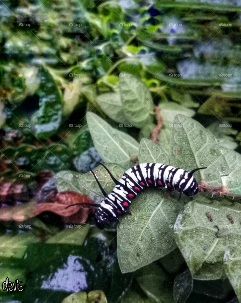 Where am I ? 🐛🍃