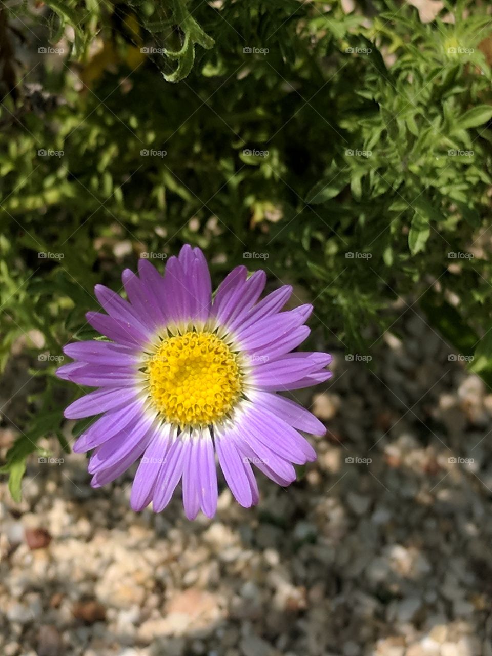 lone purple aster