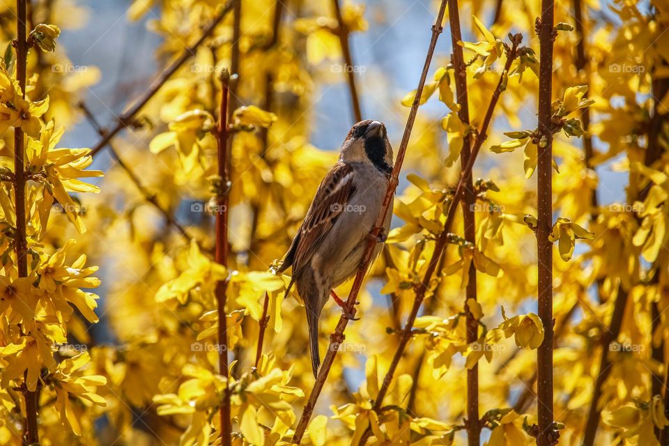 Sparrow at the blooming yellow spring tree