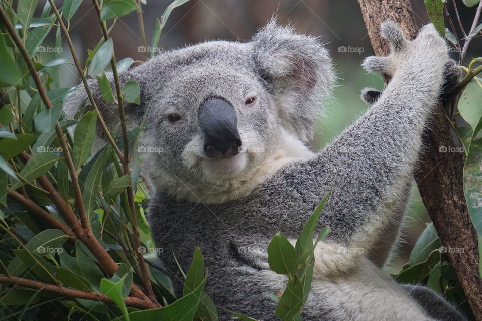 Portrait of smiling koala