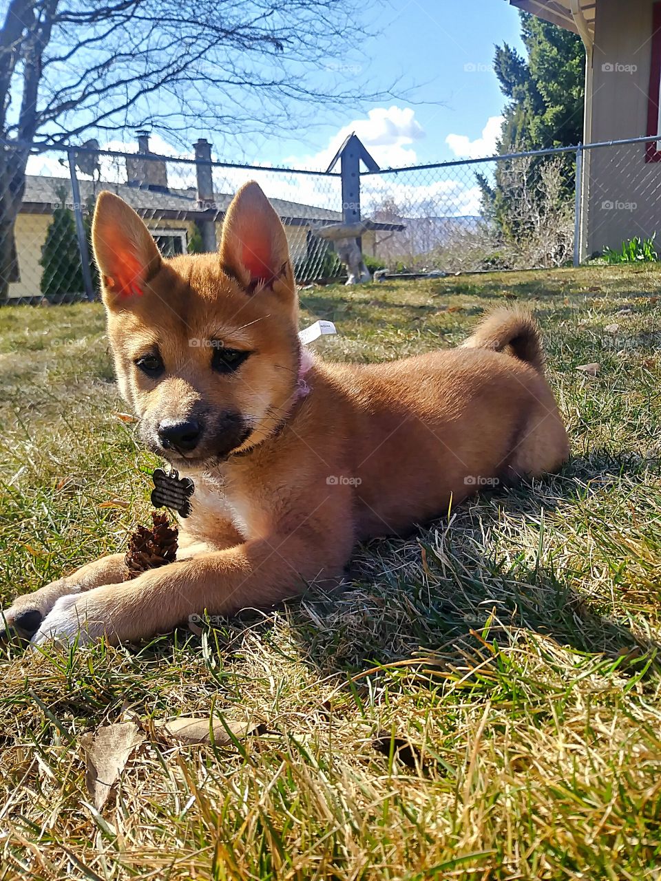 An adorable Shiba Inu pup playing with a pinecone outside