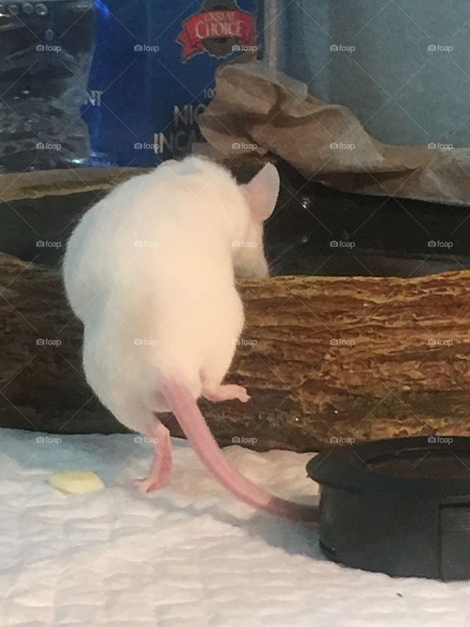 White mouse 