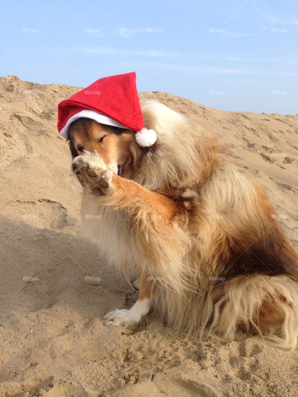 My collie dogs  Lassie and Candy wearing a xmas hat, enjoying the autumn on the beach and celebrating the upcoming holidays waving hello 