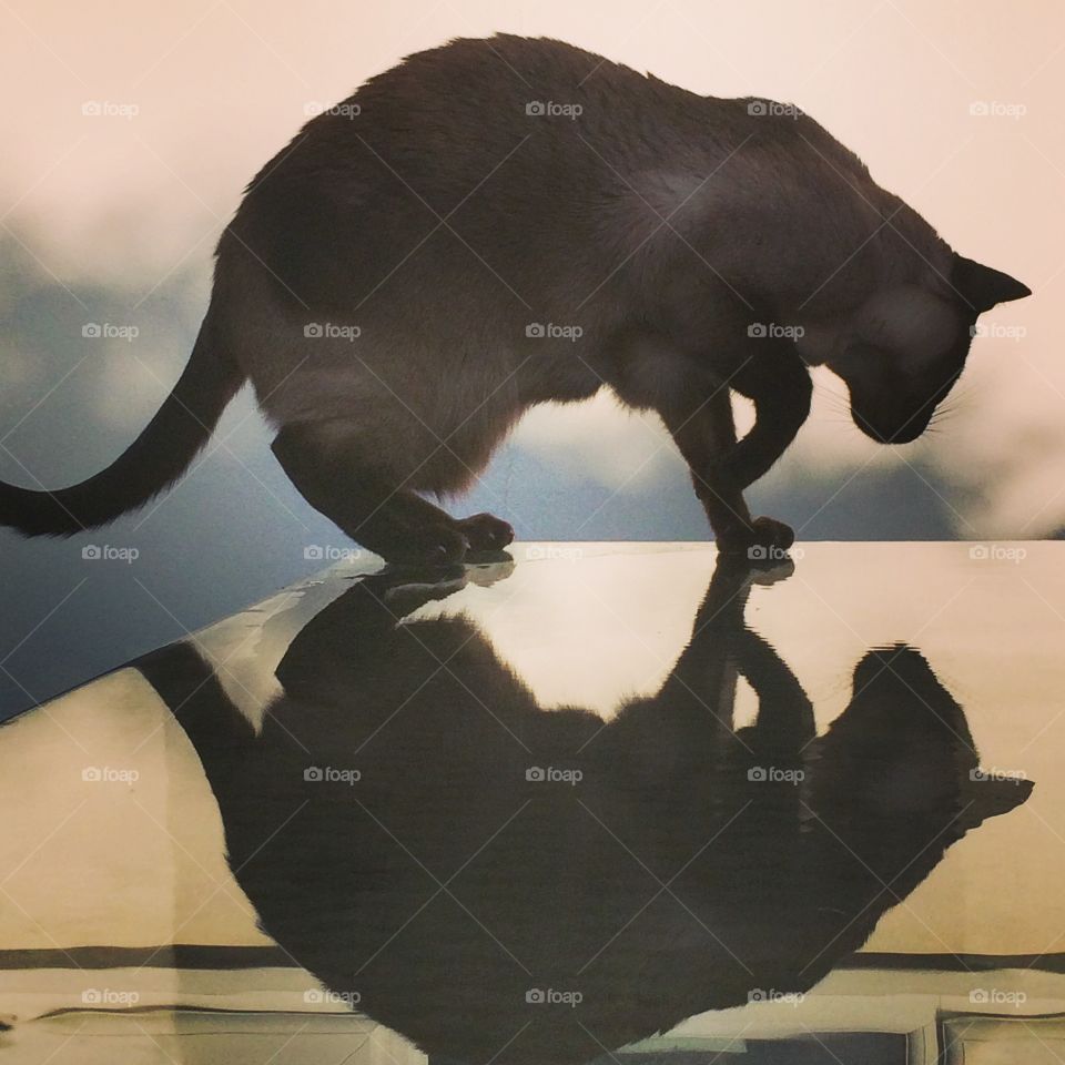Reflection of a cat