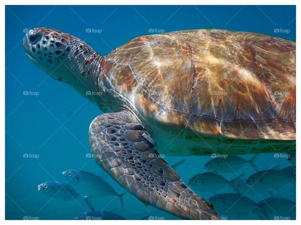 Sea Turtle 