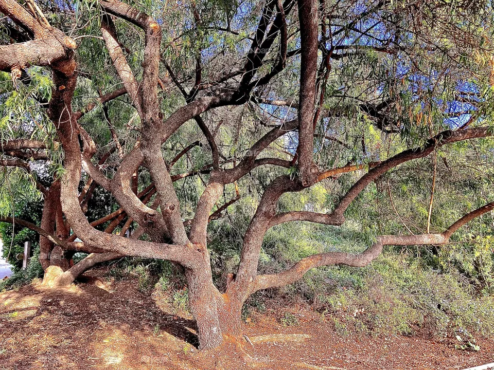 Sprawling tree in the woods 
