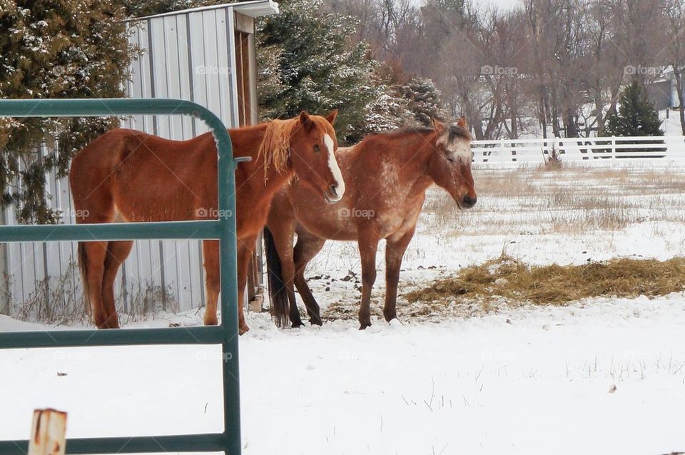 Two horses in winter