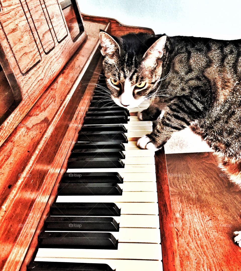 Kitty Mozart . This kitty likes to push on piano keys.