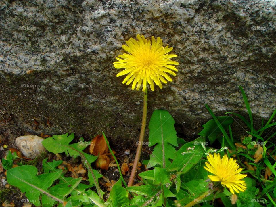 the  flower and the stone