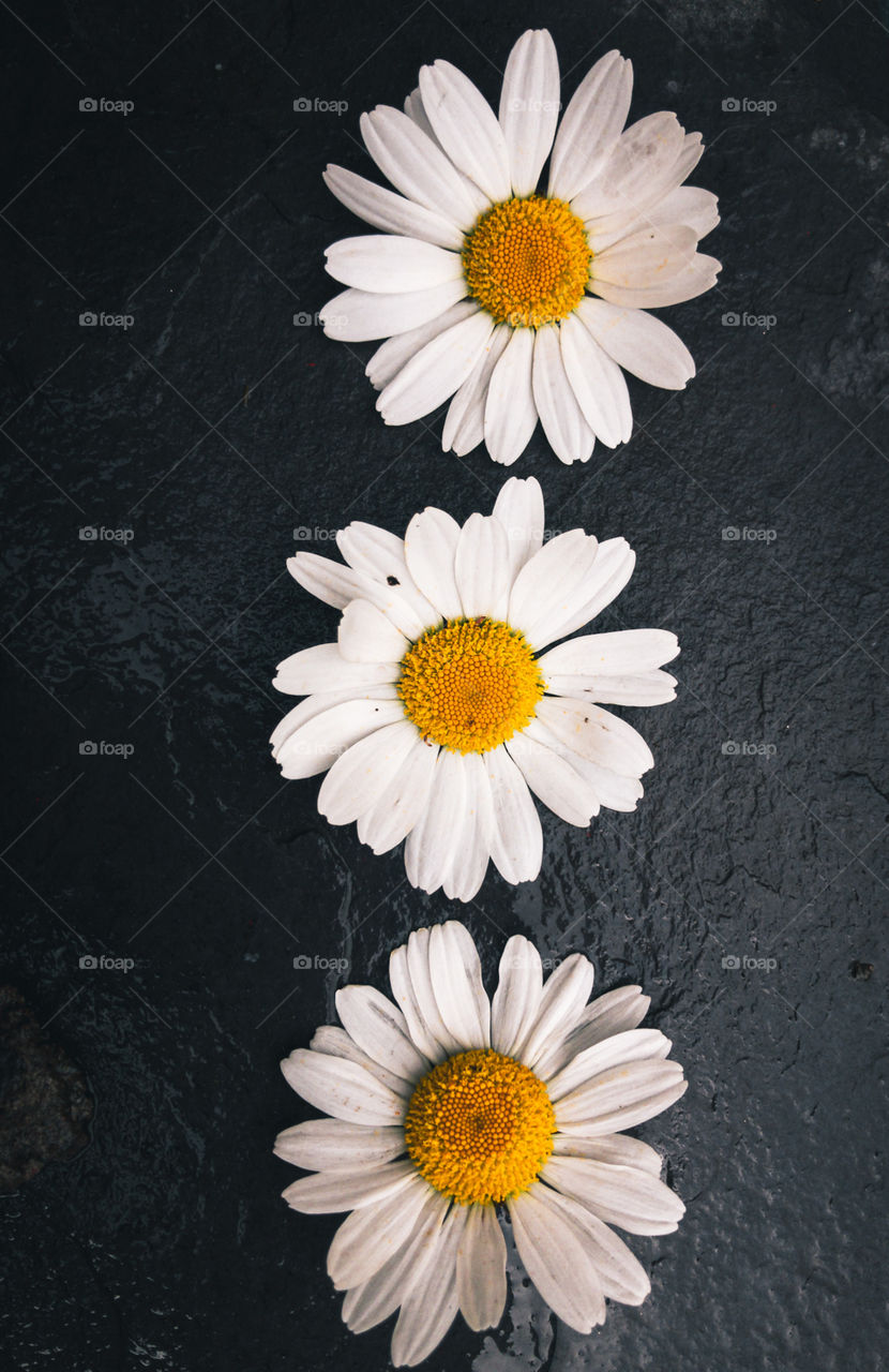 Daisies 