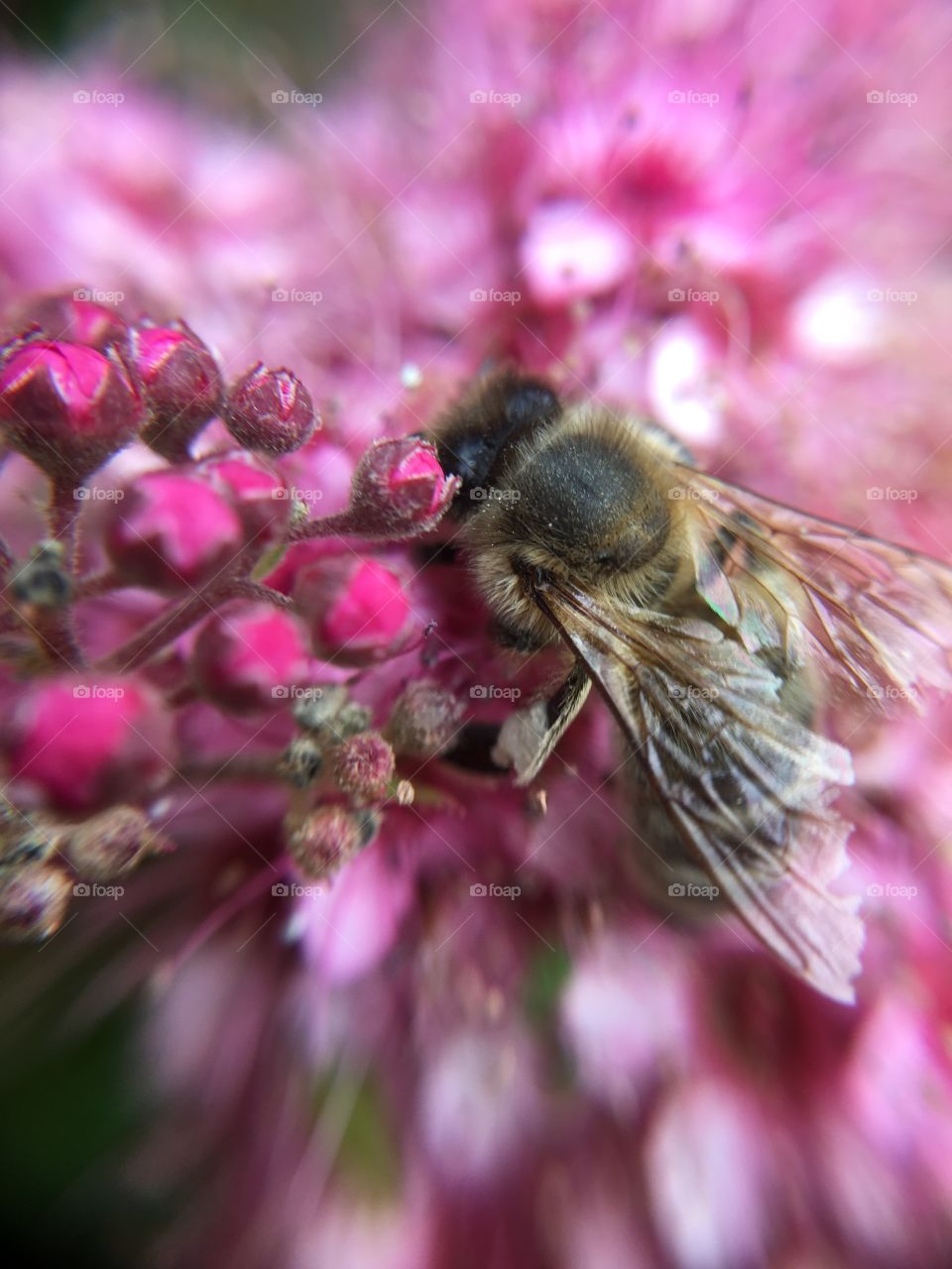 Honey bee collecting nectar