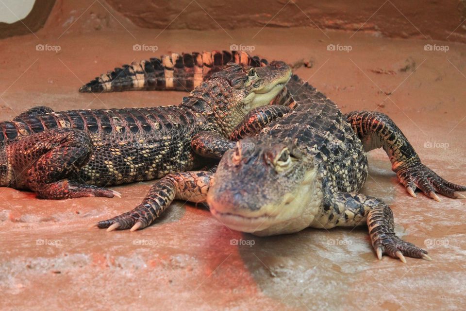 A Male American Alligator and his mate trying to get peace and quiet. Taken at ZooAmerica in Hershey, Pennsylvania.