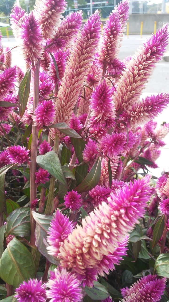 Flora, Nature, Flower, Blooming, Summer