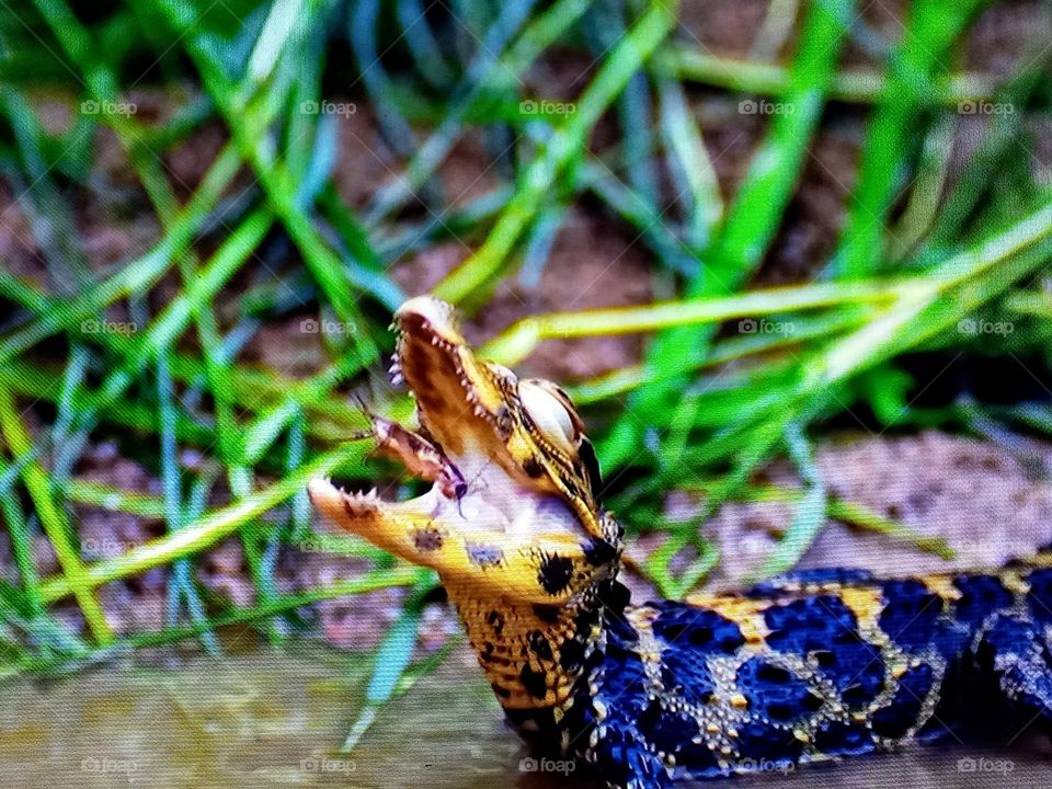 crocodile photography