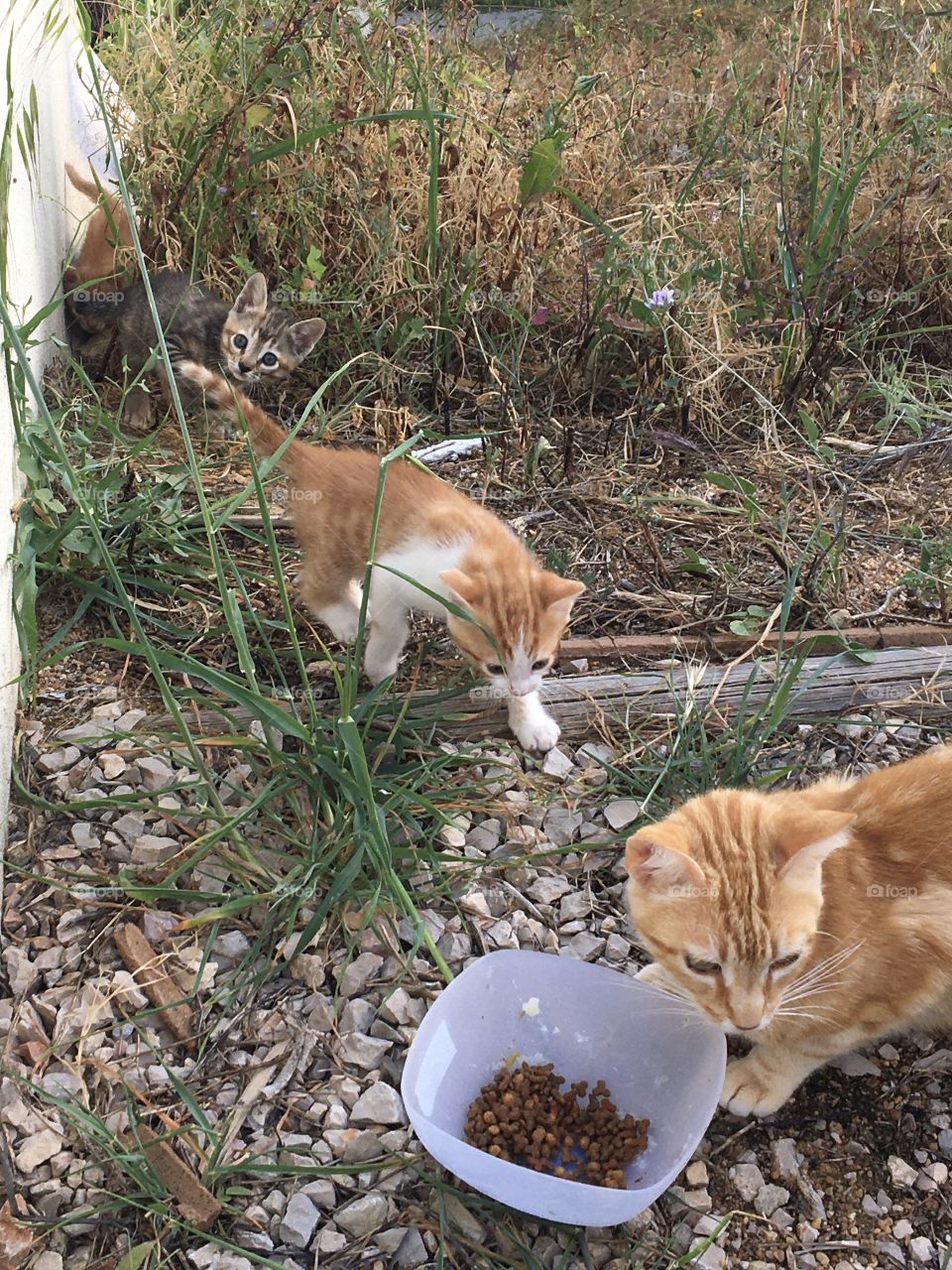 Young cat with her kitten 
