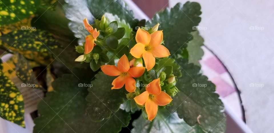 orange tiny flowers