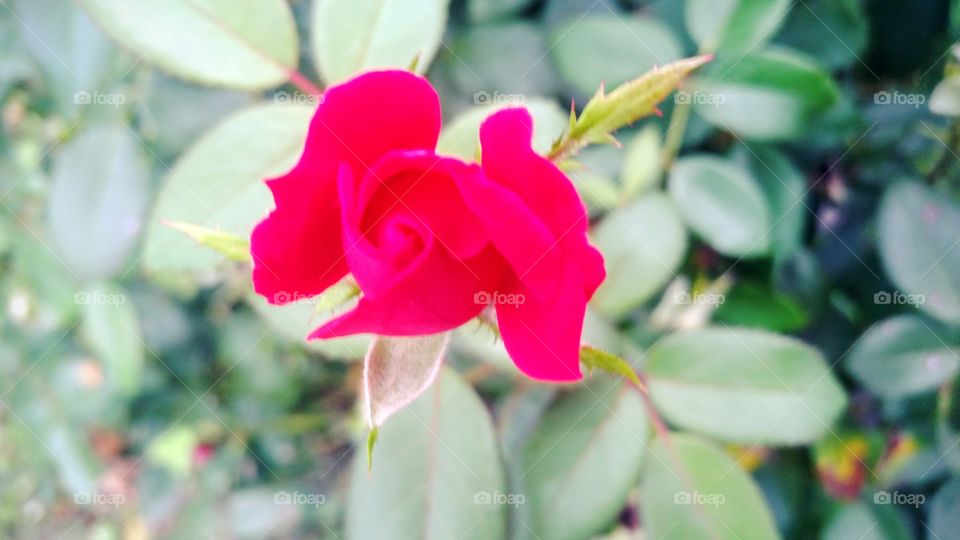 blooms only a breath away