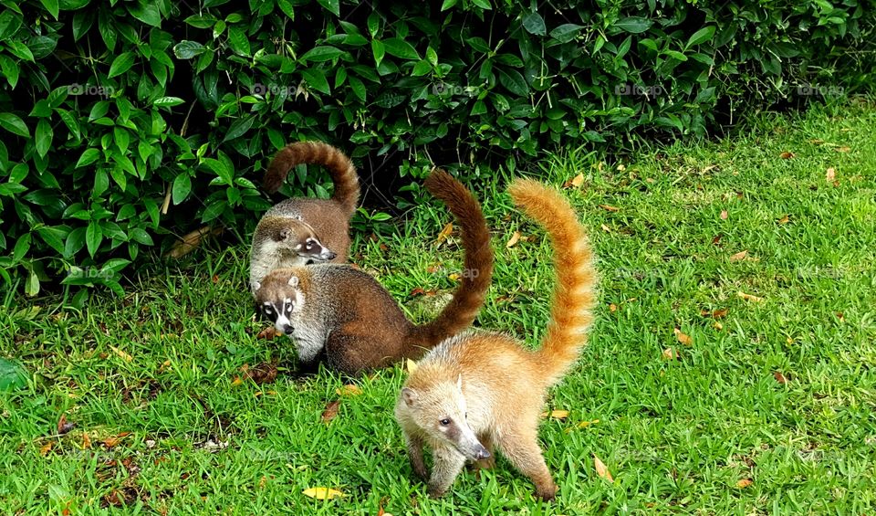 Coatis