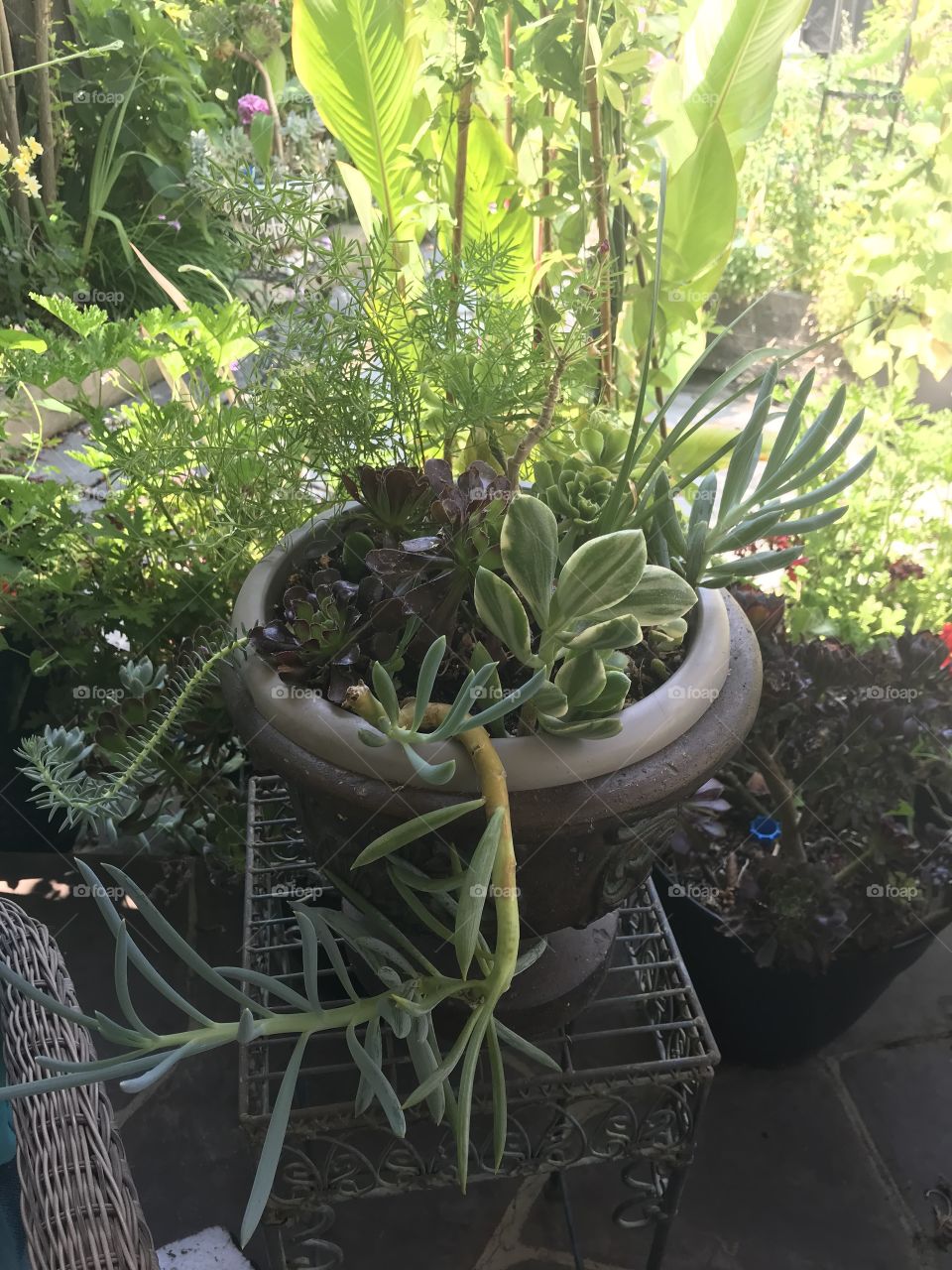 Potted succulents 