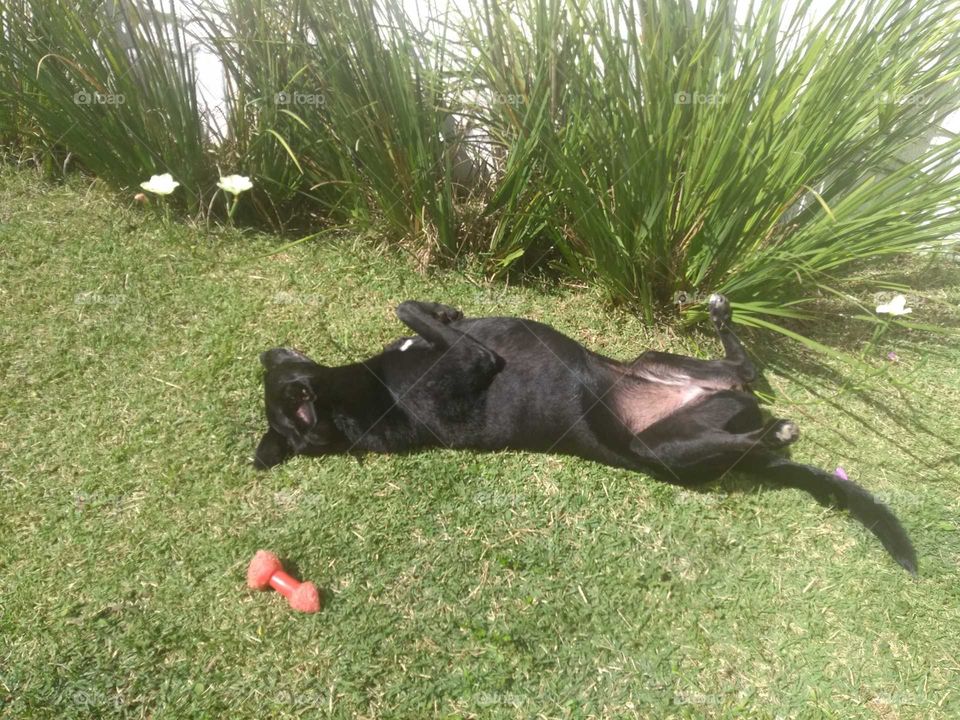 Cão tomando sol no gramado