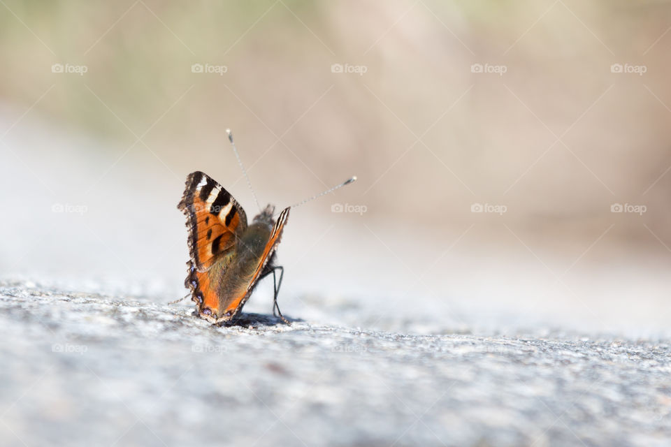 Zoomed-in on butterfly standing on the ground 