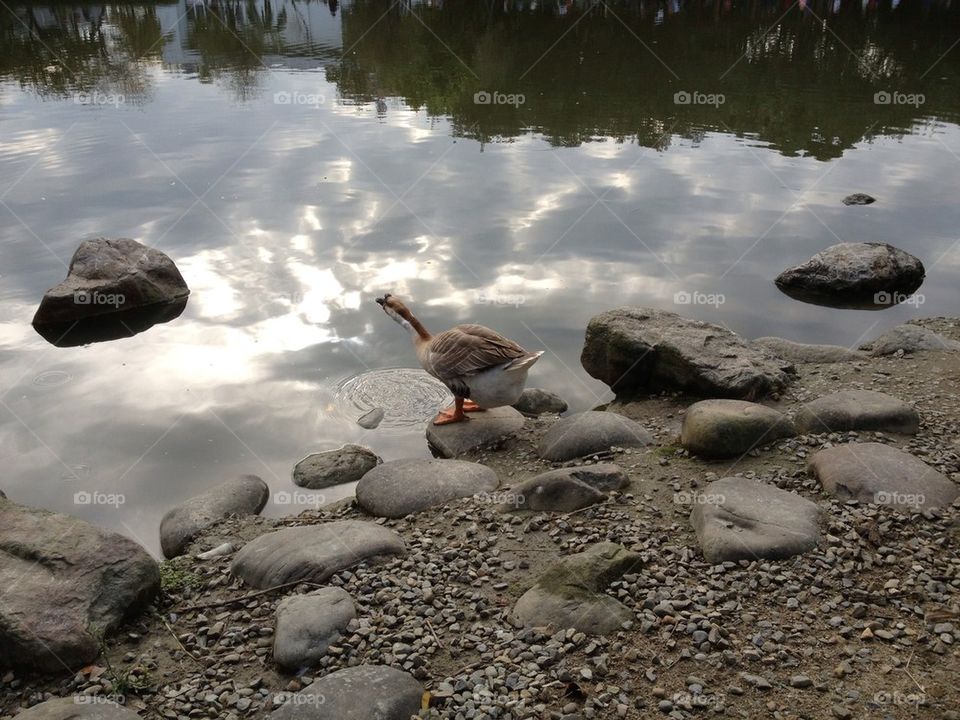 A duck is looking for something