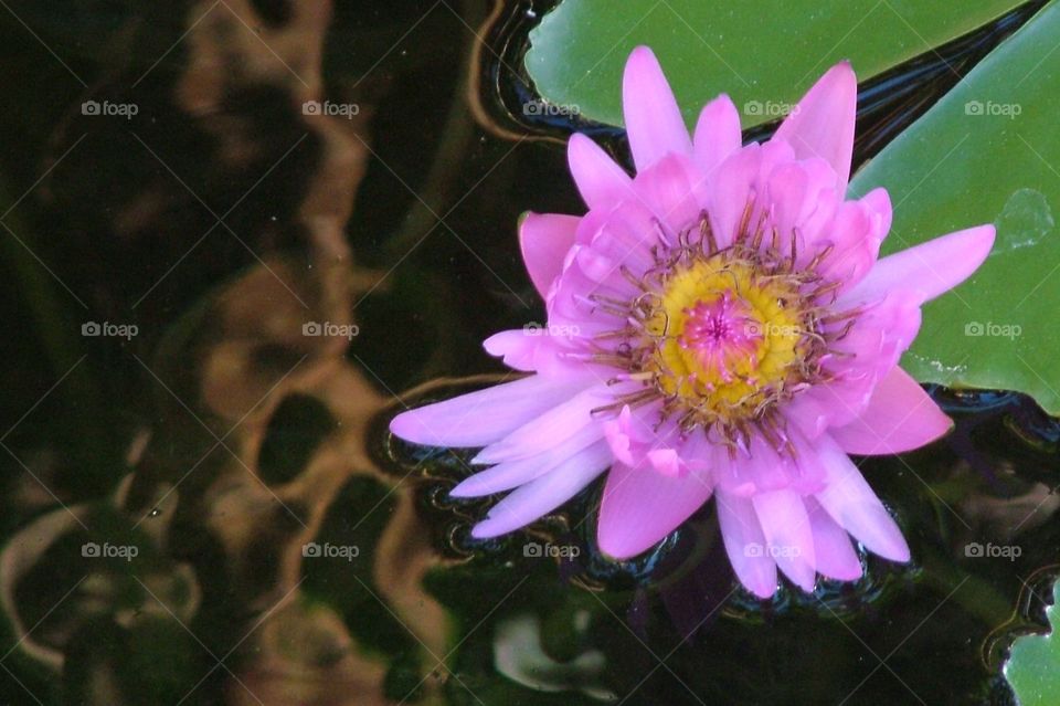 Lily pad flower sitting atop the water of a pond in Death Valley, California