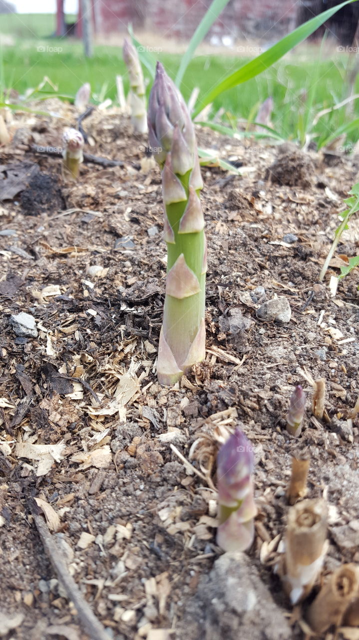 Nature, Flora, Sprout, Growth, Leaf