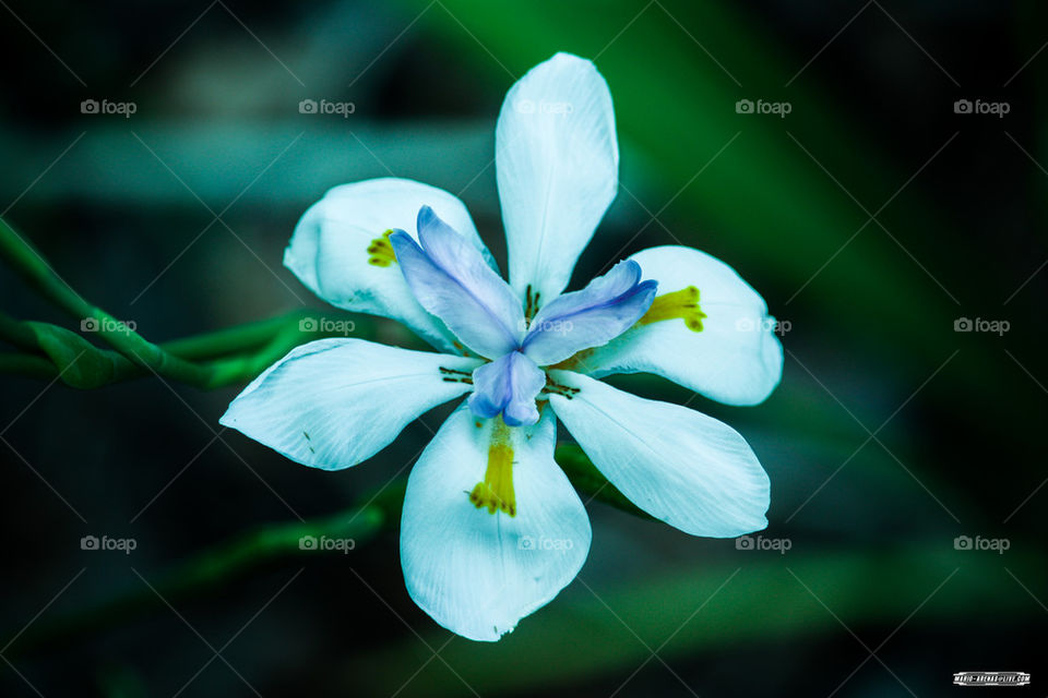 Florida White Flower