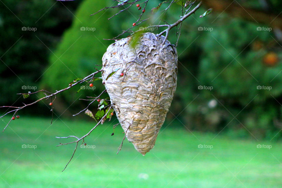 This is a picture taken of a wasp hive hanging from a tree branch with a wasp getting ready to fly into it.