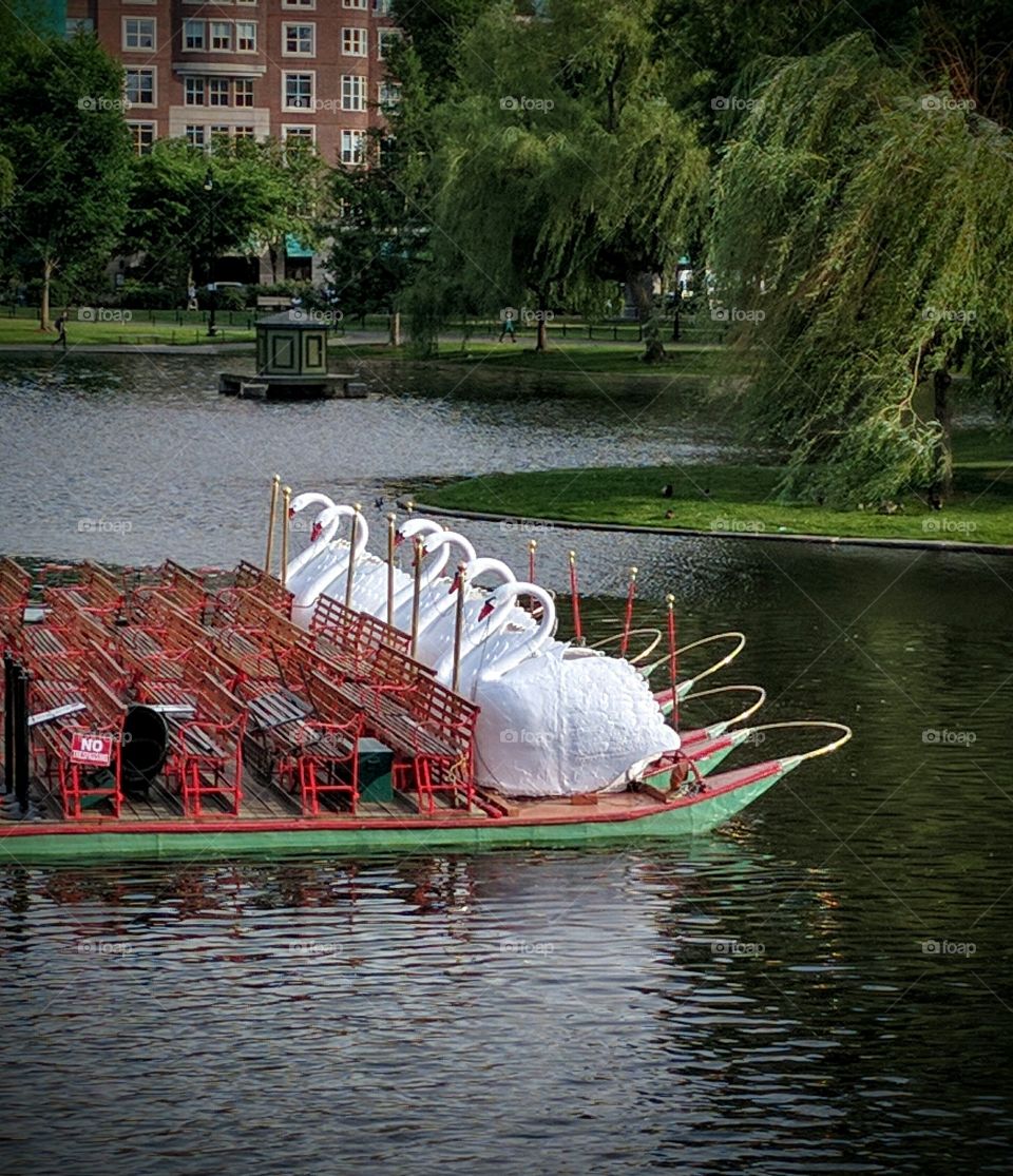 The Swans of the Boston Public Garden
