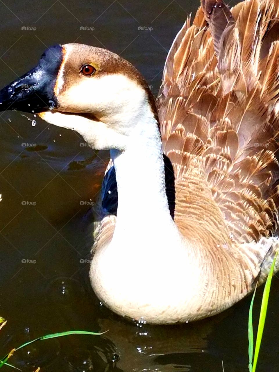 goose
