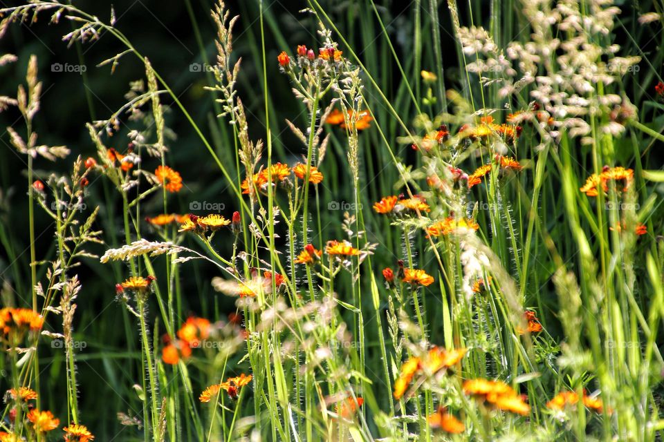 Summer meadow with orange colored hawkweed and grasses