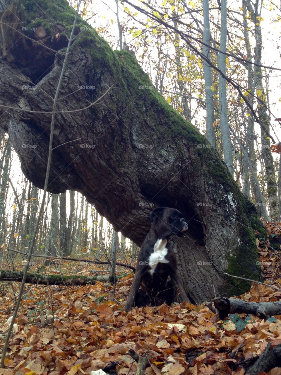 Autumn..dog waist deep in the woods