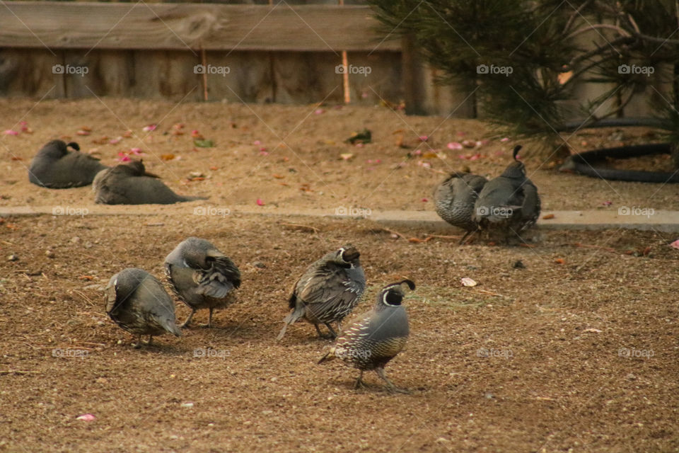 Flock of quail