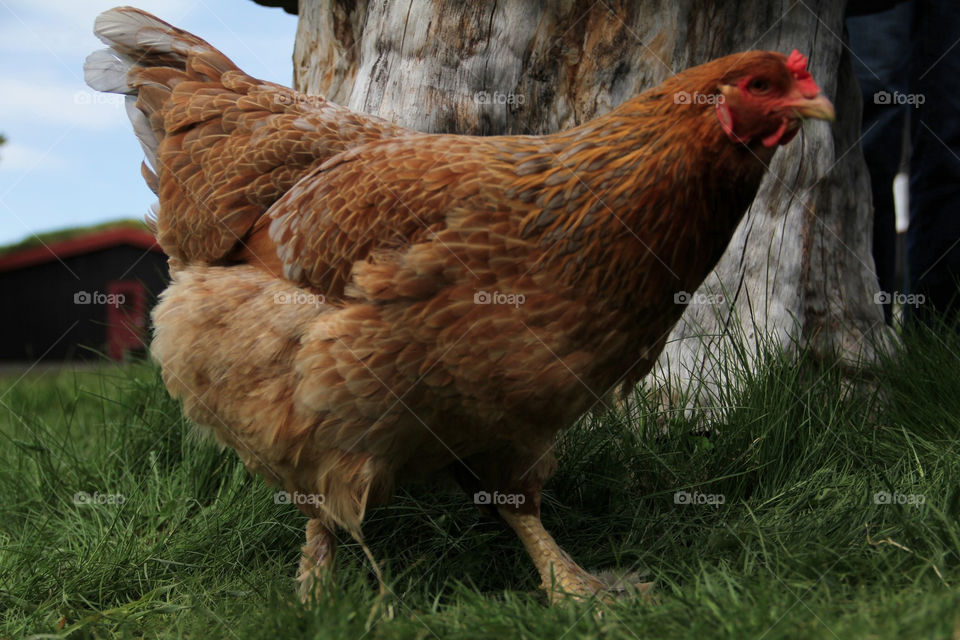 bird animals hen rooster by genlock