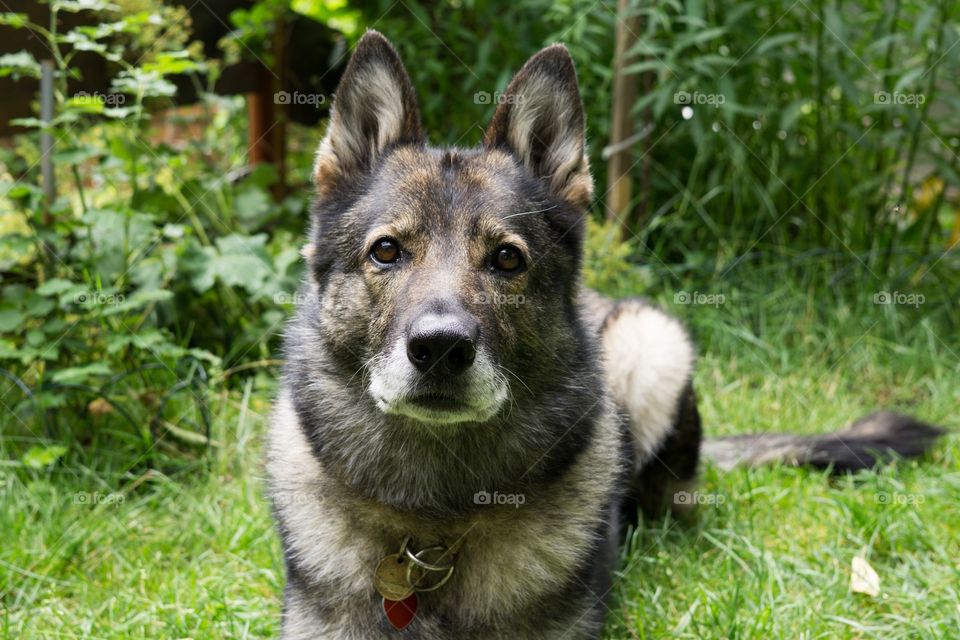 German Shepherd dog playing. Slovakia