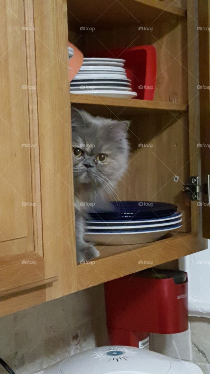Sasha says "You want to put the dishes where?"