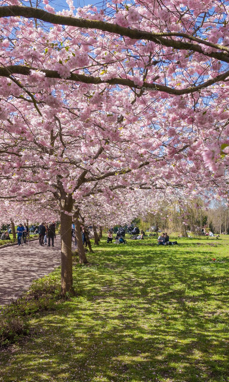 Pink park