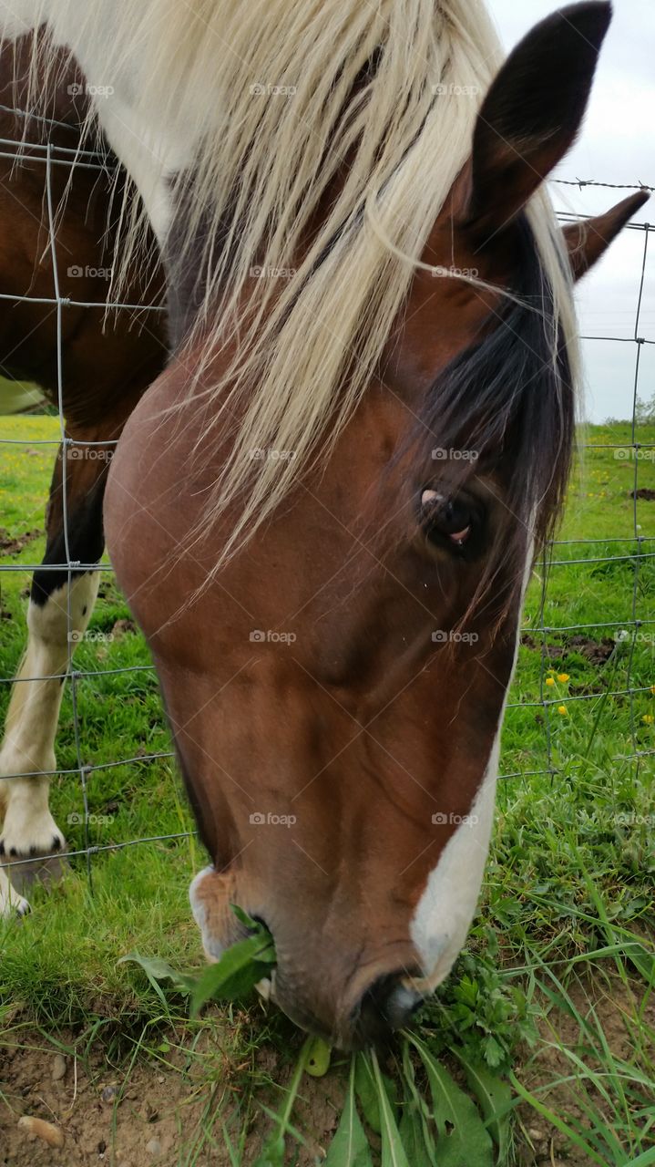Farm, Mammal, Animal, Nature, Pasture