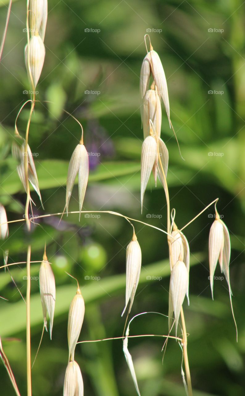 Grasses growing near Hudson River