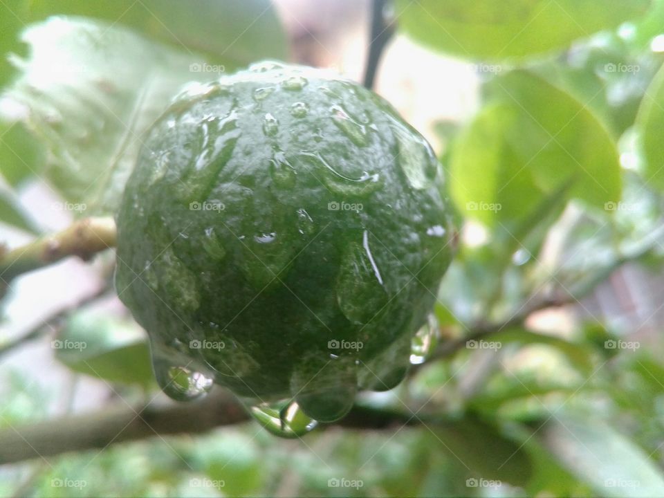 Rain drop's on the lemon fruit