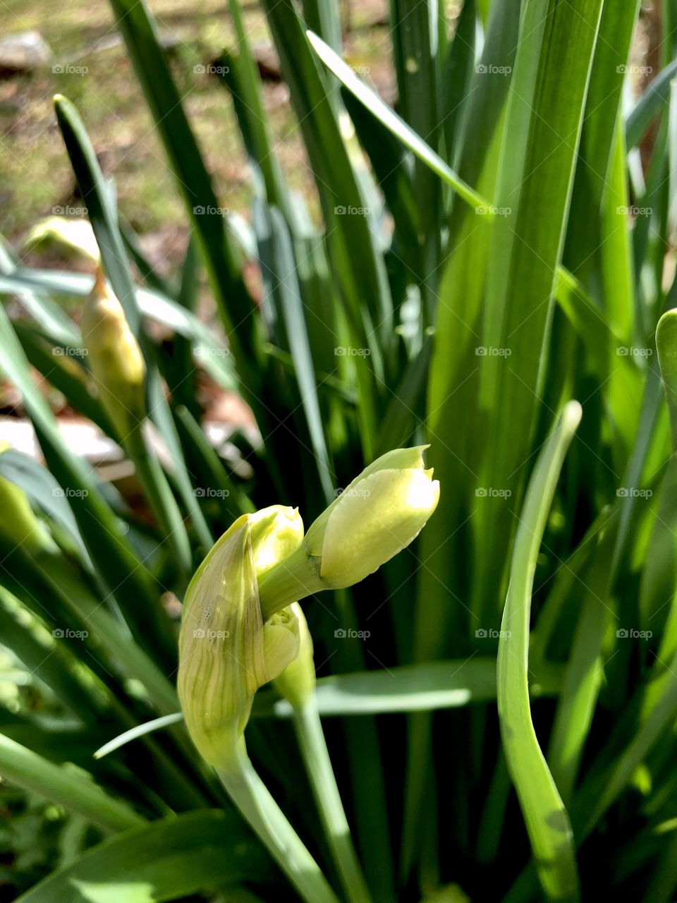 Daffodils prepared to bloom 