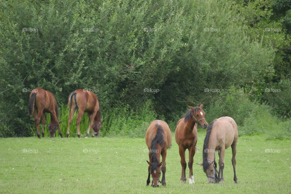 Group of horses