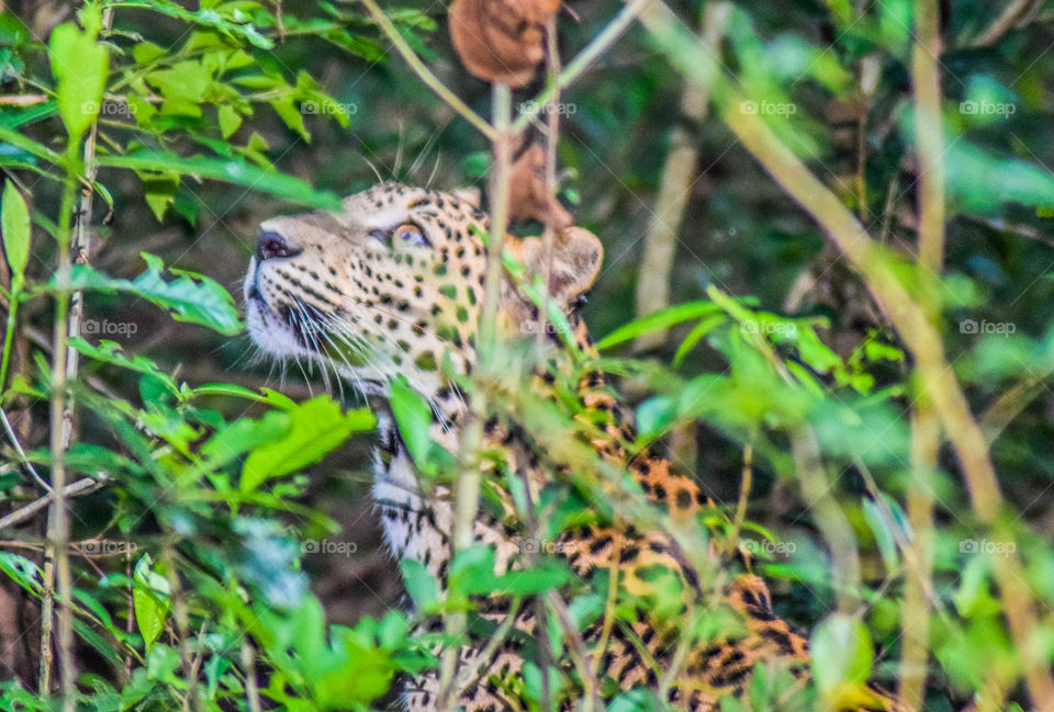 Lanka Leopard