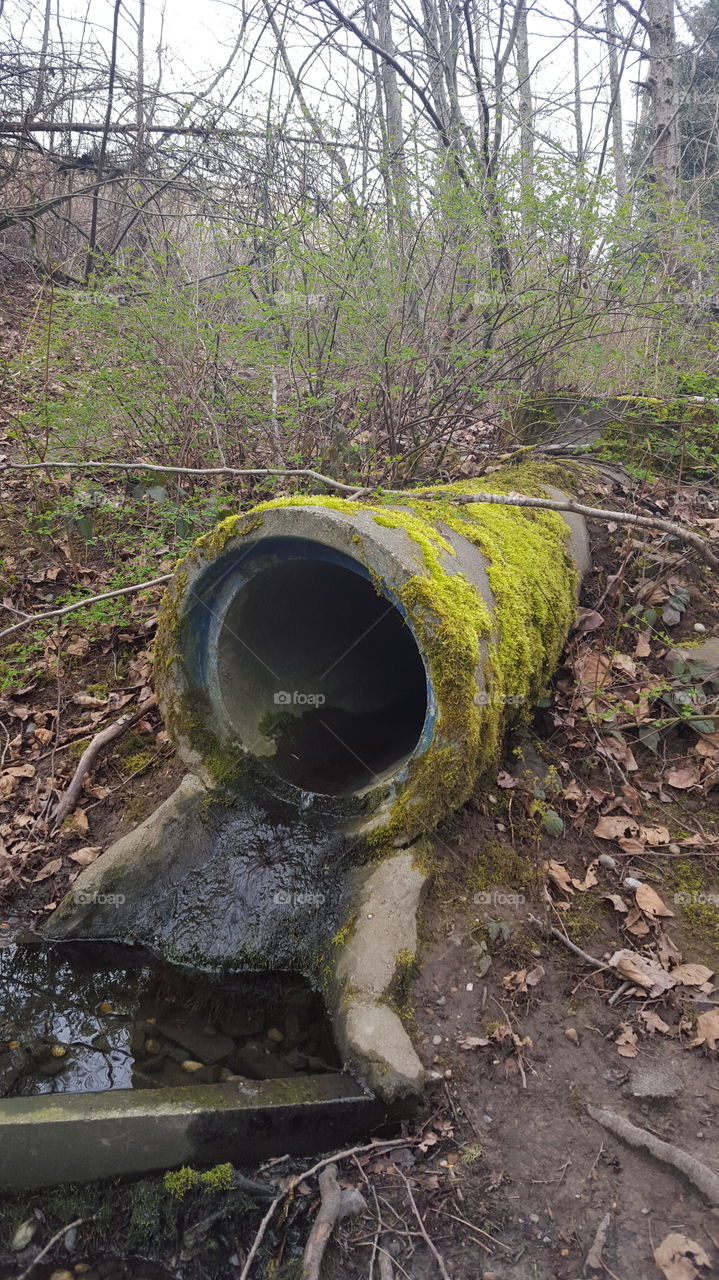 Mossy drainage