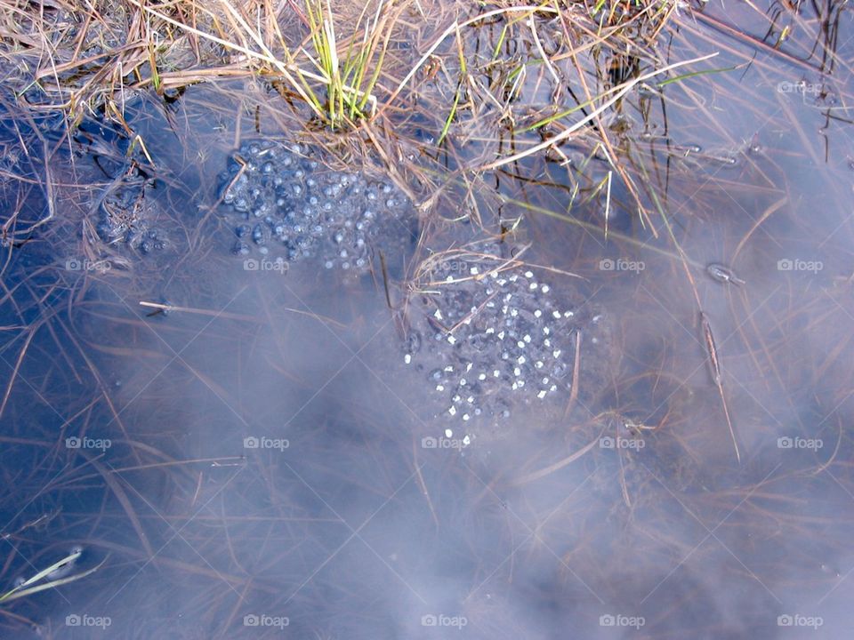 Frogspawn 
