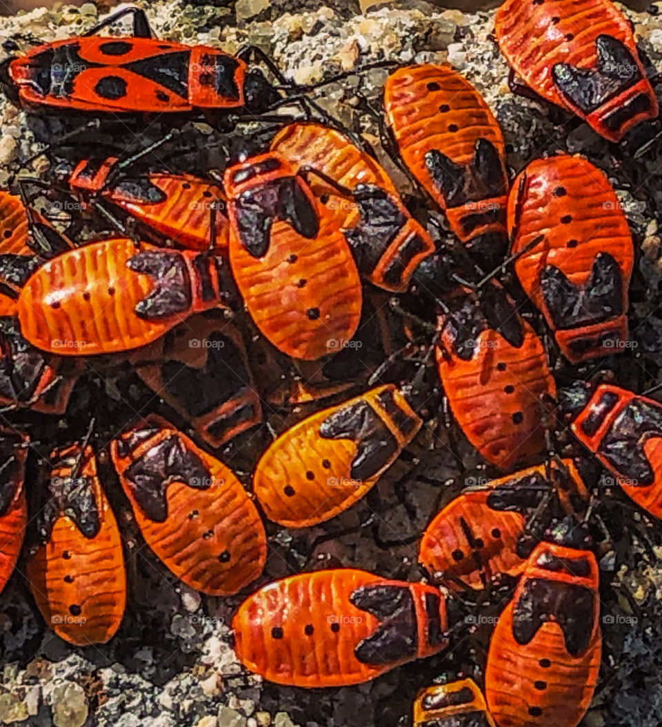 A cluster of bright red juvenile Firebugs with one adult - Portugal 